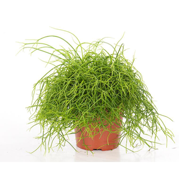 Visuel 1 du produit Rhipsalis cassutha 25 cm. Le pot de 15 cm