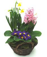 Visuel 1 du produit Panier varié pour extérieur - La jardinière en osier