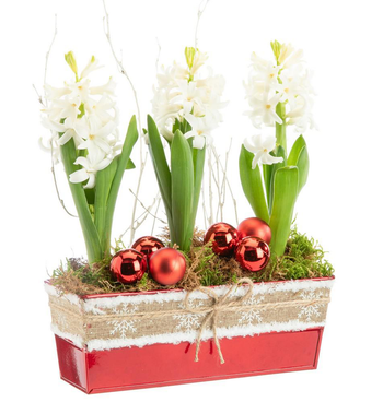 Visuel 1 du produit Jacinthe x 3 jardinette zinc rouge ruban textile - 22 cm