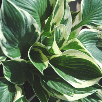 Visuel 1 du produit Hosta 'So Sweet' - Le pot de 2 litres