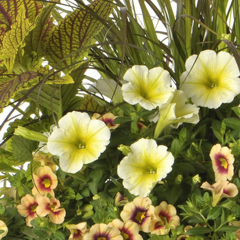 Visuel 1 du produit Pot Inspiration - Le pot de 3 litres