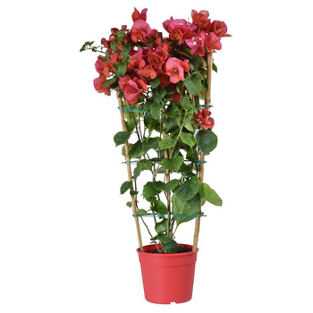 Visuel 1 du produit Bougainvillée Tippi - Le pot de 3 litres