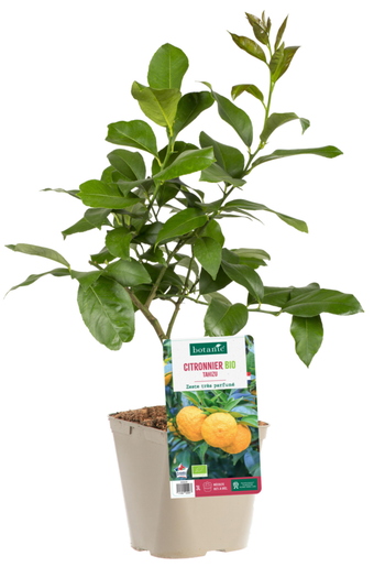Visuel 1 du produit Citronnier Tahizu Bio. Le pot de 3 litres