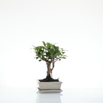 Visuel 1 du produit Bonsaï Ficus Retusa botanic® taille 1,5. Le pot