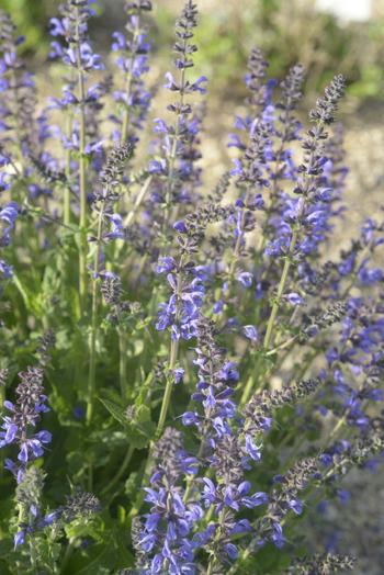 Visuel 1 du produit Sauge des bois ‘Rhapsody in Blue’ - Le pot de 2 litres