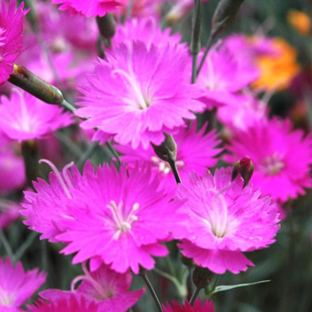 Visuel 1 du produit Œillet Kahori - Le pot de 0,5 litre