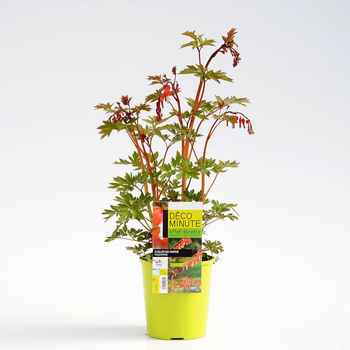 Visuel 1 du produit Cœur de Marie - Le pot de 2 litres