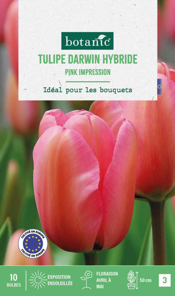 Visuel 1 du produit Tulipe pink impression botanic® - 10 bulbes