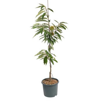 Visuel 1 du produit Chataignier Marron De Redon Baliveau. Le pot de 15 litres