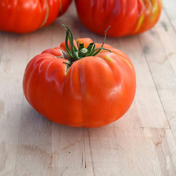 Visuel 1 du produit Tomate côtelée Delizia bio. La barquette de 3 plants