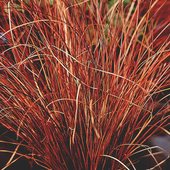 Visuel 1 du produit Carex Testacea - Le pot de 4 litres