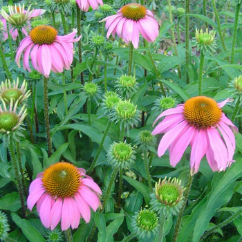 Visuel 1 du produit Echinacea Varié - Le pot de 7,5 litres