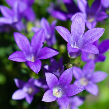 Visuel 1 du produit Campanule Campanula portenschlagiana botanic® bleue. Le godet