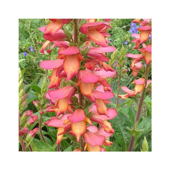 Visuel 1 du produit Digitale - Le pot de 2.5 litres