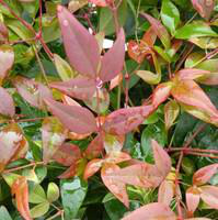 Visuel 1 du produit Bambou céleste (NANDINA DOMESTICA) Le pot de 10 litres