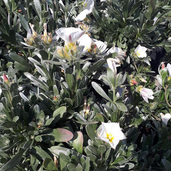 Visuel 1 du produit Convolvulus Mauritanicus ou Liseron de Mauritanie bleu en pot de 4 L