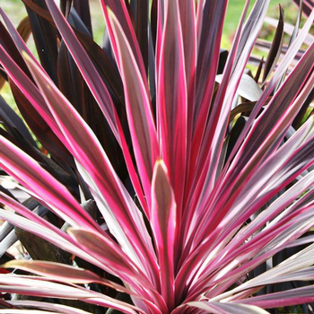 Visuel 1 du produit Cordyline (CORDYLINE PINK PASSION) Le pot de 8 litres