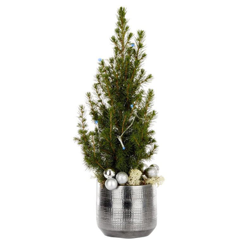 Visuel 1 du produit Picea Conica pot gris + guirlande LED - Le pot