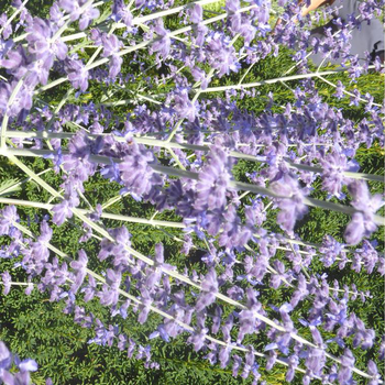 Visuel 1 du produit Perovskia Sauge de Siberie - Le pot de 3 litres