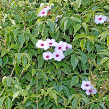 Visuel 1 du produit Pandorea Pyramide - Le pot de 16 cm