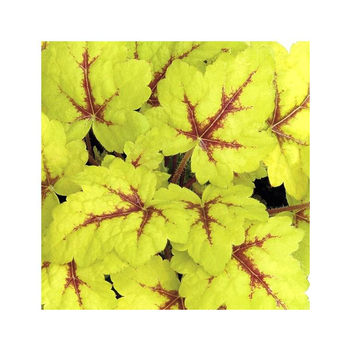 Visuel 1 du produit Heucherella Spotlight - Le pot de 1 litre