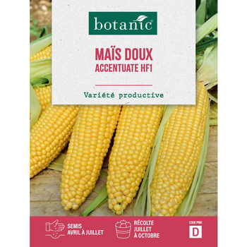 Visuel 1 du produit Graines de maïs accentuate hybride F1 botanic® - graines à semer