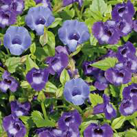 Visuel 1 du produit Torénia - La suspension