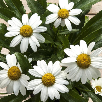 Visuel 1 du produit Marguerite d’été snowcap blanche en pot de 2 L