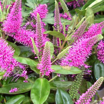 Visuel 1 du produit Hebe Donna Nikka - Le pot de 12 cm