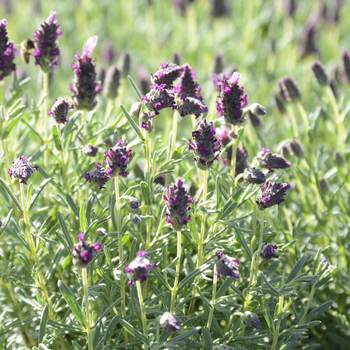 Visuel 1 du produit Kumquat coloris orange - 2,5 L