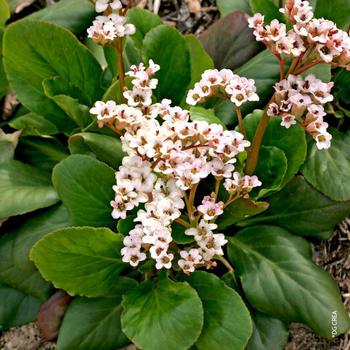 Visuel 1 du produit Bergenia Dragonfly Angel Kiss - Le pot de 4 litres