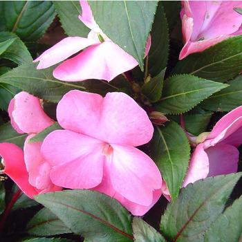 Visuel 1 du produit Impatiens Sunpatiens - Le pot de 1 litre