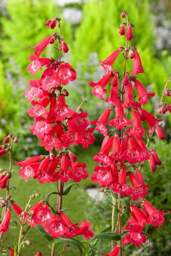 Visuel 1 du produit Penstemon ‘Southgate Gem’ - Le pot de 2 litres