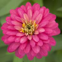 Visuel 1 du produit Zinnia à grandes fleurs - La barquette de 6 plants