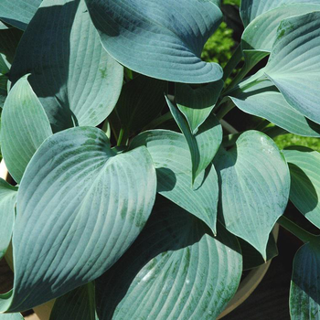 Visuel 1 du produit Hosta 'Blue Angel' - Le pot de 2 litres