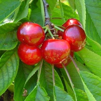 Visuel 1 du produit Cerisier Bigarreau Burlat calibre 10/12. Le pot de 35 litres, forme 1/2 tige