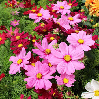Visuel 1 du produit Cosmos à fleurs multicolores - Le pot Ø 13 cm