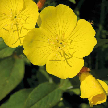 Visuel 1 du produit Oenothera Missouriensis - Le pot de 9 cm