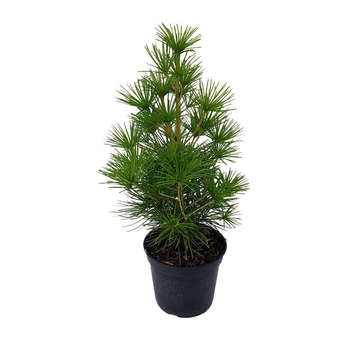 Visuel 1 du produit Sciadopitys Verticillata (Pin parasol du Japon) 40/50 en pot de 5 L vert