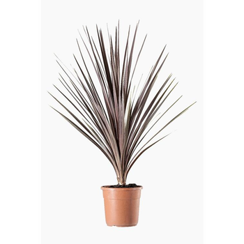 Visuel 1 du produit Cordyline Australis 125/150 en pot de 18 L vert