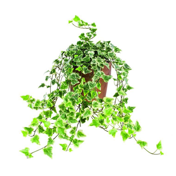 Visuel 1 du produit Hedera ou lierre dans son pot en terre Ø 14 cm