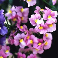 Visuel 1 du produit Némésia - Le pot de 1 litre