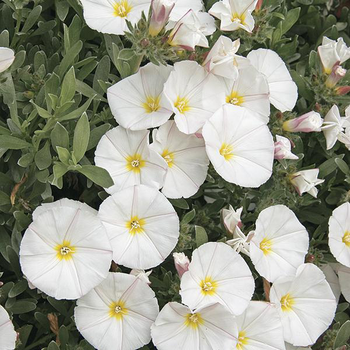 Visuel 1 du produit Convolvulus cneorum. Le pot de 3 litres