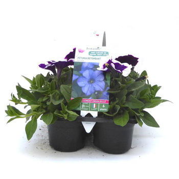 Visuel 1 du produit Pétunia retombant bleu - Le pack de 6 plants