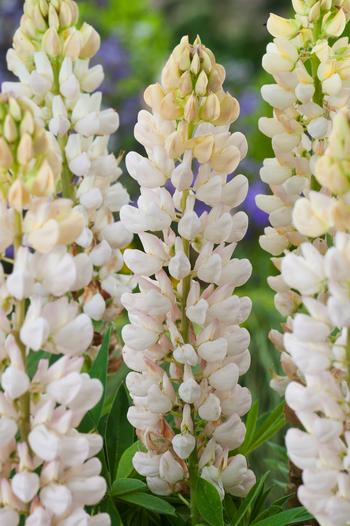 Visuel 1 du produit Lupin ‘La Demoiselle’ - Le pot de 2 litres