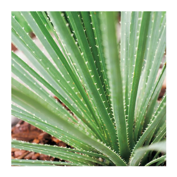 Visuel 1 du produit Dasylirion - pot 10 L