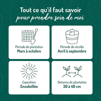 Visuel 1 du produit Romarin Rampant Bio. Le pot de 2,5 litres