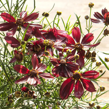 Visuel 1 du produit Coréopsis red satin rouge en pot de 2 L