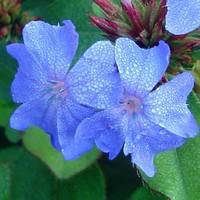 Visuel 1 du produit Ceratostigma Plumbaginoides - Le pot de 10,5 cm