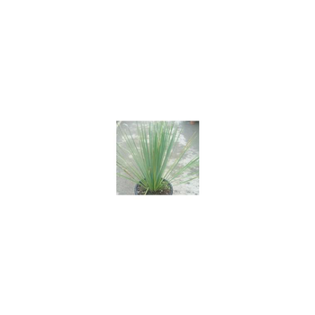 Visuel 1 du produit Dasylirion Serratifolium vert en pot de 30 L